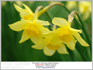 Daffodils