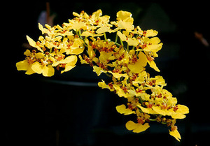 oncidium - онцидиум