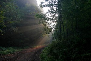 съездить в лес, отдохнуть