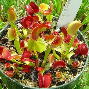 Dionaea muscipula