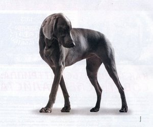 Greyhound