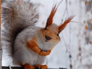 блог с адресом www.ratatosk.in.ua