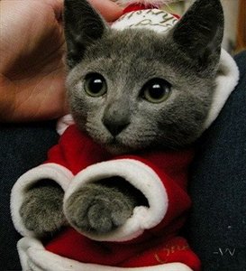 kitten russian blue