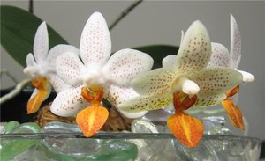 Орхидея Phalaenopsis