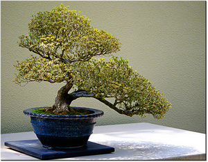 bonsai