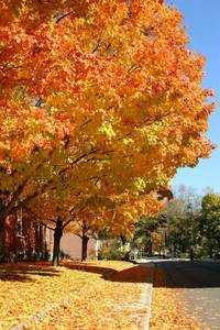 autumn in New England