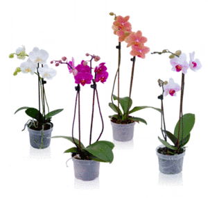 Орхидея Phalaenopsis белая с розовым в горшочке