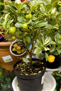 Ornamental Lemon Plant