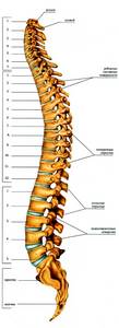 новый позвоночник