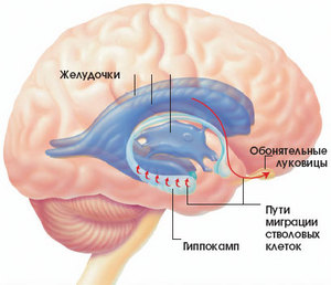 мозг