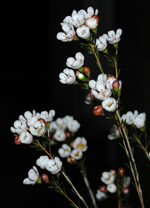 waxflower - ваксфлауэр