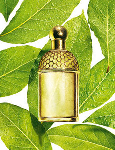 AQUA ALLEGORIA Laurier-R&#233;glisse by GUERLAIN