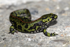 Triturus Marmoratus