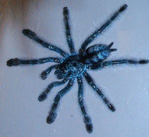 Avicularia versicolor