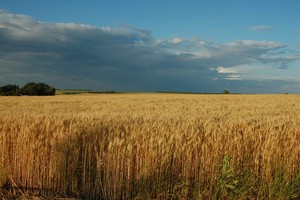 Съездить летом 2009 в Украину