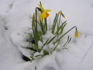 Букет нарциссов