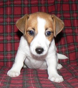 jack russel terrier