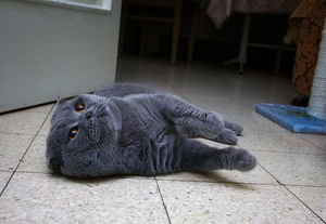 Scottish Fold