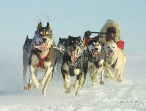 прокатиться в собачьей упряжке.