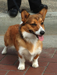 Welsh Corgi Pembroke