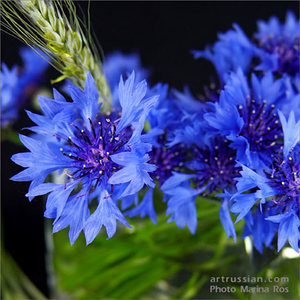 Cornflowers