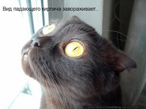 хочу котенка