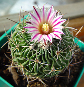 Echinofossulocactus multicostatus