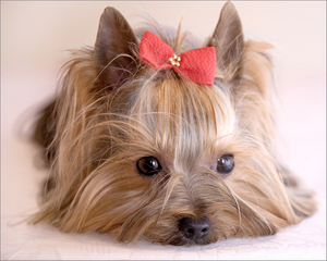 yorkshire terrier