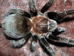 Aphonopelma caniceps