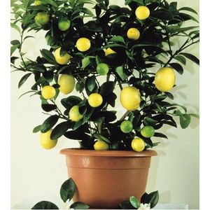 lemon tree