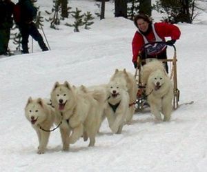 Путешествие на собачьих упряжках