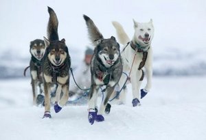 гонки на собачьих упряжках