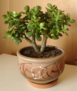 Толстянка или крассула (Crassula)