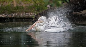 Научится фотографировать