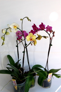 Орхидея в горшке (PHALAENOPSIS)