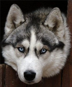 Siberian Husky