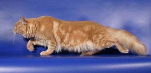 Maine Coon