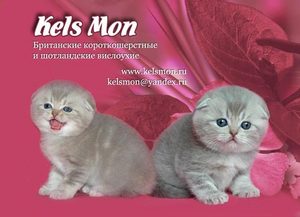 котенок шотландца