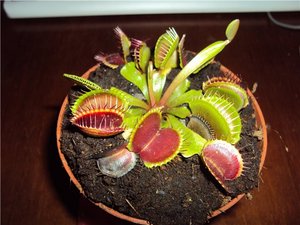 Dionaea muscipula