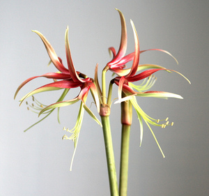 Amaryllis Chico