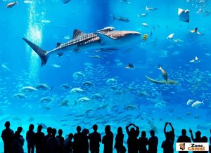 посетить Okinawa Churaumi Aquarium