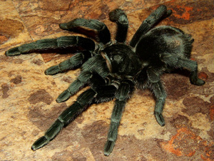 Grammostola pulchra (L1 - L3)