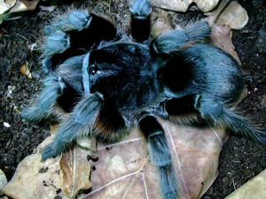 Grammostola alticeps (L1 - L3)