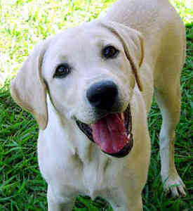 Labrador Retriver