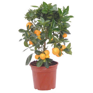 tangerine tree