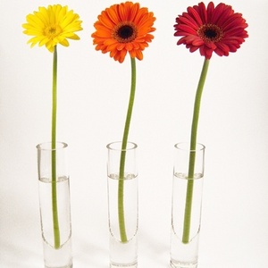 Gerbera vase