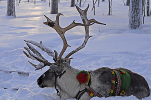 Новогодние каникулы в Финляндии!