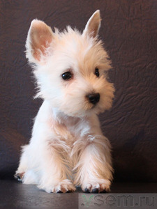 West Highland White Terrier