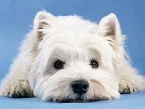 West Highland White Terrier