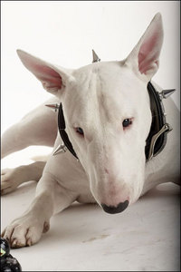 Bull Terrier